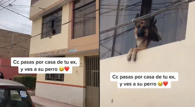 Peculiar video de la joven y un perro se hizo viral en las redes sociales.