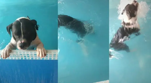 Peculiar escena de un perro en la piscina se hizo viral en las redes sociales.