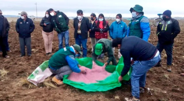 Pobladores se beneficiarán con semillas de pastos cultivados.