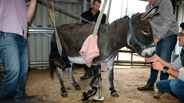 El estado de su pierna se deterioró lentamente, lo que provocó que el animal sufriera daños en la espalda y el hombro. Foto: captura de YouTube