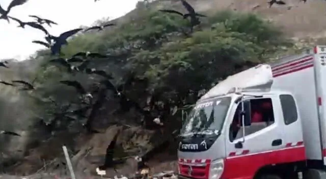 Miles de aves irrumpieron en carretera de Tumbes, dificultando el tránsito de vehículos.