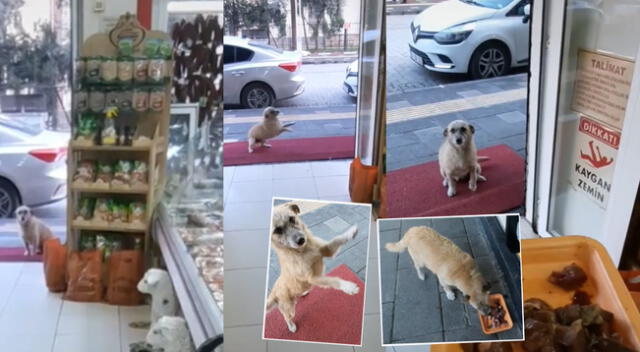 Singular escena de un perro en carnicería se hizo viral en las redes sociales.