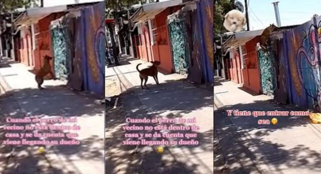 El video viral del astuto perrito cuenta con más de 50.000 visualizaciones. Foto: captura de TikTok