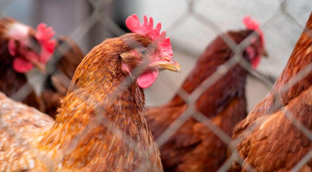 La gripe aviar es un tipo de influenza que se propaga entre las aves.
