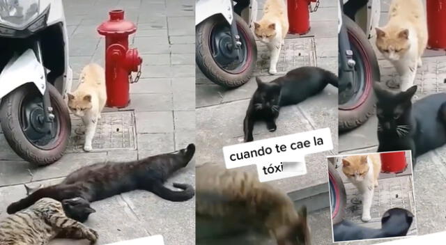 Peculiar escena de los gatos se hizo viral en las redes sociales.
