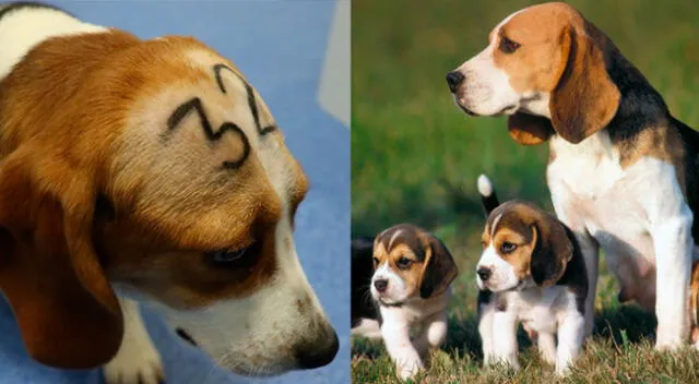 Los beagles son una raza de perro que suele usarse en experimentos.