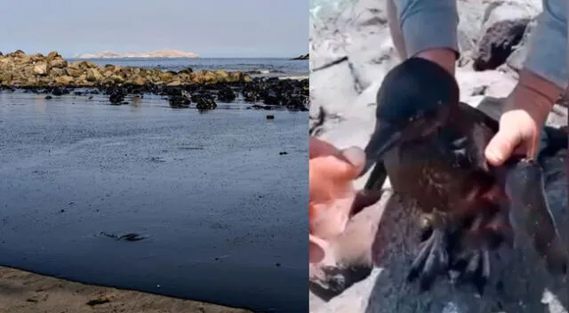 Pingüino se habría escapado de las zonas afectadas por el derrame de petróleo