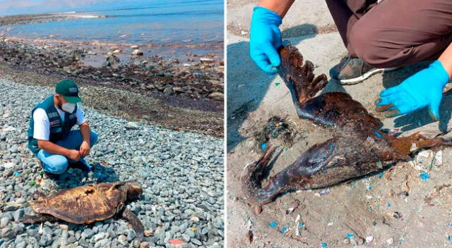 Decenas de animales han muerto como consecuencia del derrame de petróleo de Repsol.