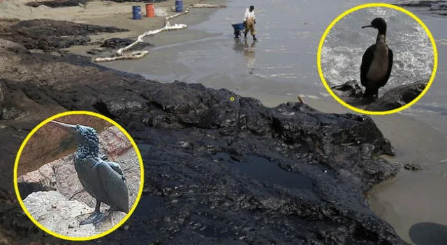 Animales acabaron llenos de petroleo tras derrame de Repsol