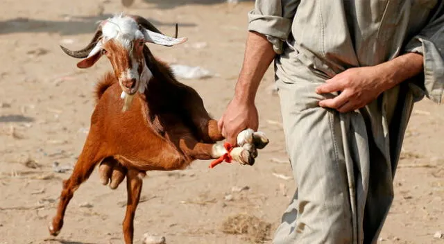 El sacerdote quiso sacrificar a una cabra y degolló por error al hombre.