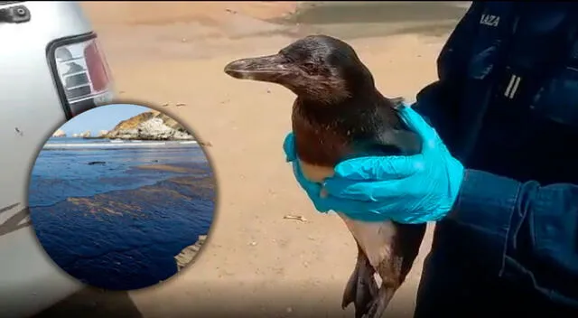 Pingüino huyó desde Ventanilla y terminó en las playas de Barranca.