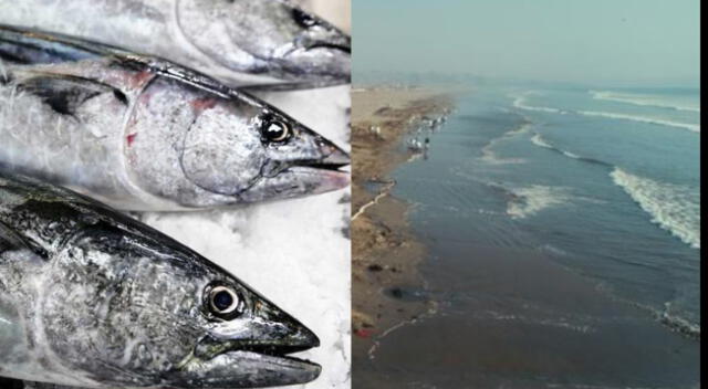 Derrame de petróleo en Ventanilla: Sanipes detalló las características de un pescado en buen estado