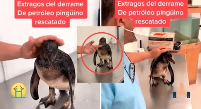 El video de pingüino de Humboldt salvado del derrame de petróleo en Ventanilla se vuelve viral.