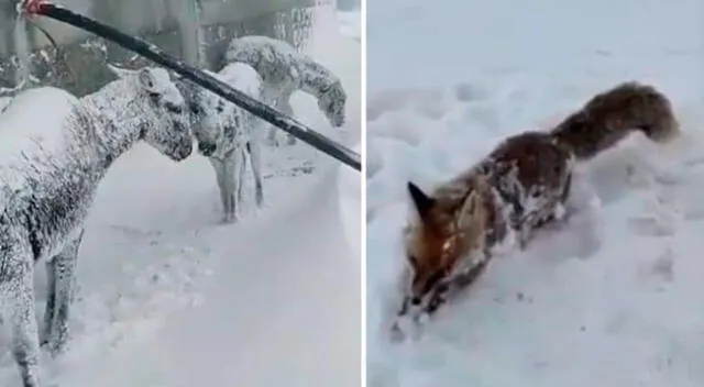 Los ciudadanos turcos salieron a las calles para ayudar a estos animales desprotegidos y se encontraron con desgarradoras escenas.