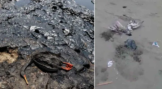 Los pescadores y los animales, las principales víctimas del derramamiento de petróleo de Repsol.