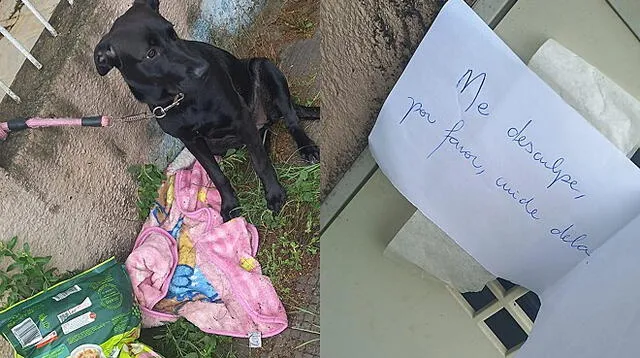 Linda. El perro fue abandonado de madrugada en la puerta de Laís Chesine Monfrinato.