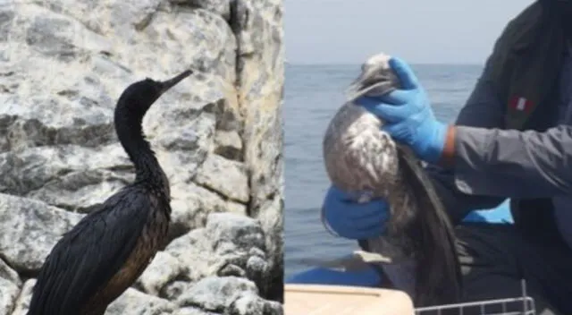 Derrame de petróleo Sernanp reporta 170 especímenes de aves cubiertas de crudo en los islotes Pescadores