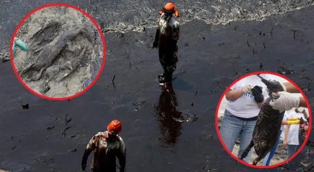 Animales marinos que se vieron afectados tras el derrame de petróleo en el mar de Ventanilla