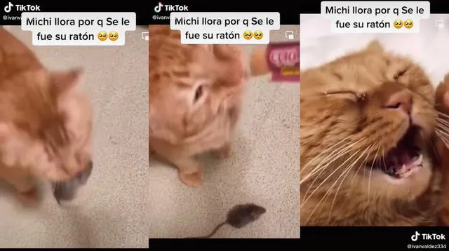 La mujer distrajo a su mascota con un aperitivo. Foto: captura de TikTok