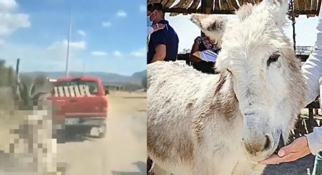 Indignante. El maltrato que sufrió el animal fue exhibido en redes sociales a través de un video.