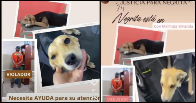 Negrita fue abusada por VICTOR HUGO HINOSTROZA GOICOECHEA, y usuarios piden se respete la ley de protección al animal y se haga justicia. .