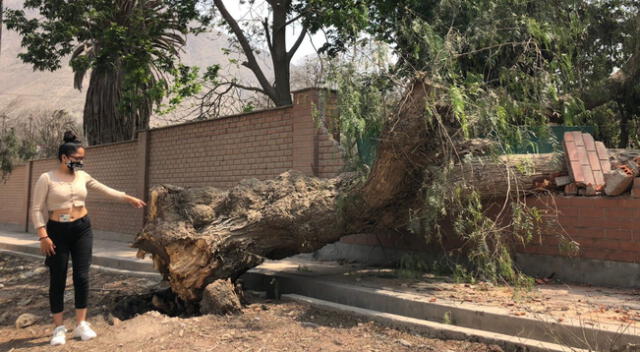 Chaclacayo: árbol cae sobre vivienda y menores se salvan de ser aplastados [VIDEO]