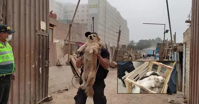 Personal de la Policía rescató a más de 18 perritos desnutridos en un basural.