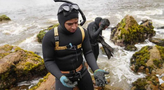 Profesionales se sumergieron en el mar y hallaron petróleo que viene matando a especies marinas.
