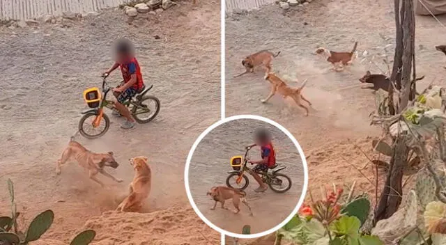 El valiente perrito se puso al frente de su dueño y lo defendió de cualquier ataque.