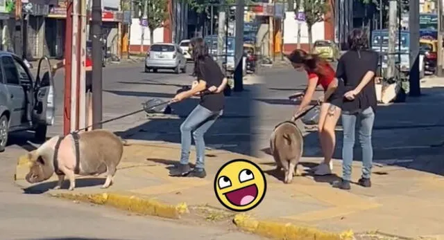 ¡Es su mascota! Una mujer sacó a pasear un chancho y escenas enternecen las redes sociales.