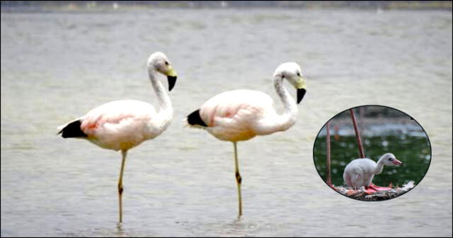 Primeros cuatro polluelos de flamenco nacen en el Parque de la Leyenda.
