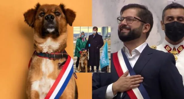 Con la llegada de Gabriel Boric a la presidencia, Brownie se ha convertido en el ‘primer perro de la República de Chile’.