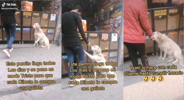 El perrito puso su cara de pena para que las personas que llegan a la tienda le den comida.