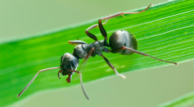 El Centro Nacional Francés de Investigación Científica usó para el estudio las hormigas Formica fusca, también conocidas como hormigas sedosas.