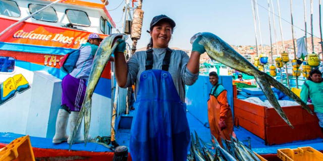 Promoverán el desarrollo sostenible de la pesca del perico peruano.