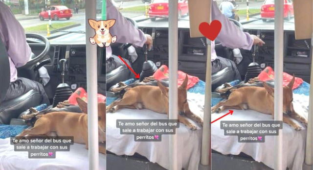 Chófer es viral en redes sociales por llevar a sus perritos en su bus para no dejarlos solos en casa.