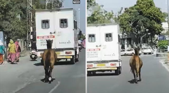 El caballo siguió a la ambulancia durante unos 8 kilómetros para llegar al hospital.