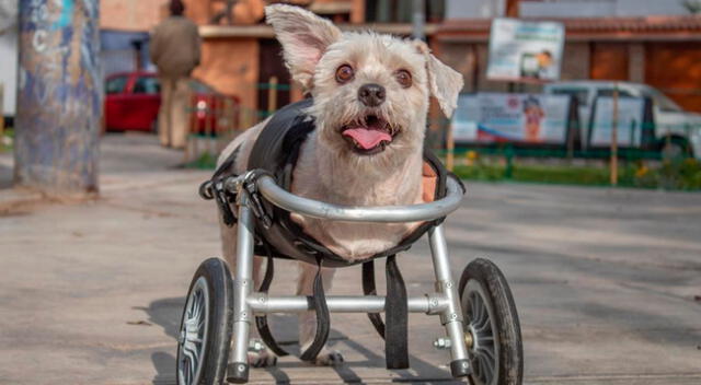 'Rayito' celebrará su cumpleaños recolectando alimentos para sus hermanos de la fundación.