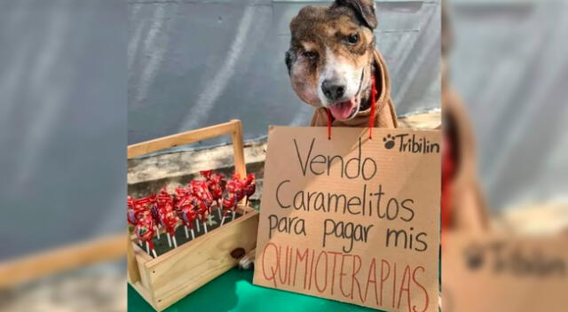 La publicación del perrito junto a unos dulces se hizo viral en Facebook.