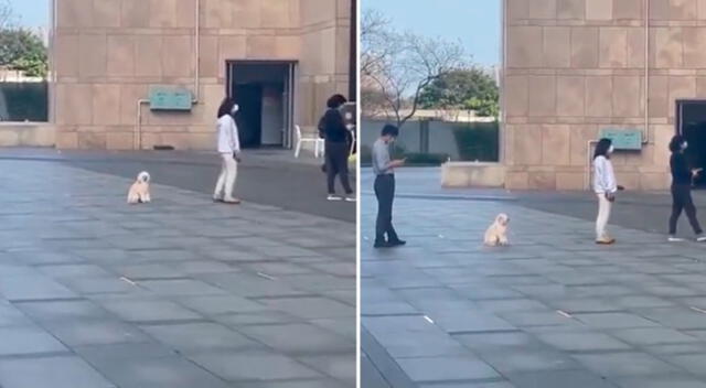 En el clip viral se muestra a un perrito esperando su turno en una larga cola.