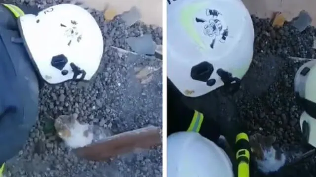 Guerra en Ucrania: el conmovedor rescate de un gatito enterrado en los escombros. Foto: captura de Facebook.