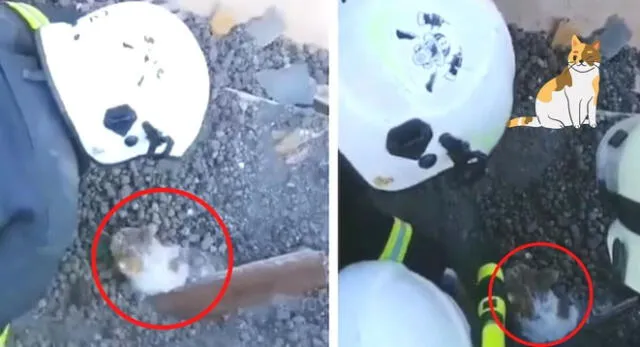 Así fue el conmovedor rescate de un gatito enterrado en los escombros luego de los bombardeos rusos.