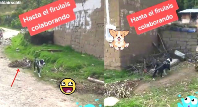 El perrito jaló varias ramas de eucalipto a su casa para ayudar a su dueño, quien también traía unas.