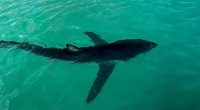 Expertos indicaron los tiburón pueden habitar en aguas frías como las playas del Callao.