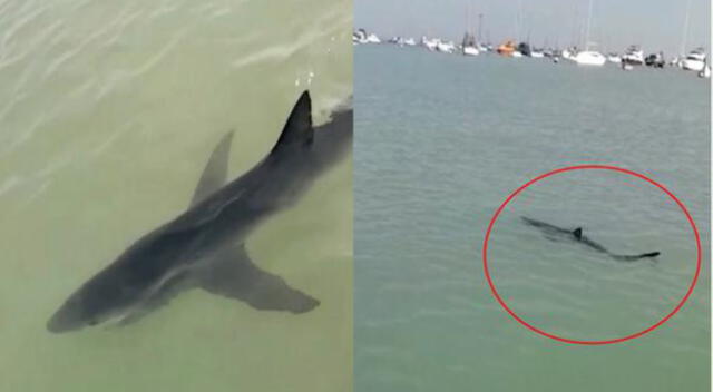 Callao: por presencia de tiburón azul de dos metros, cierran playa Cantolao en La Punta [VIDEO]