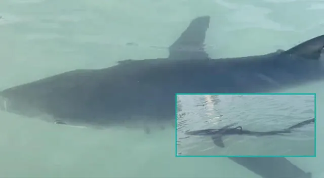 Tiburón azul fue encontrado en la playa Canta Cantalo, en La Punta.