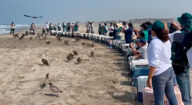 Los animales fueron puestos en libertad en una zona alejada de la contaminación del crudo.