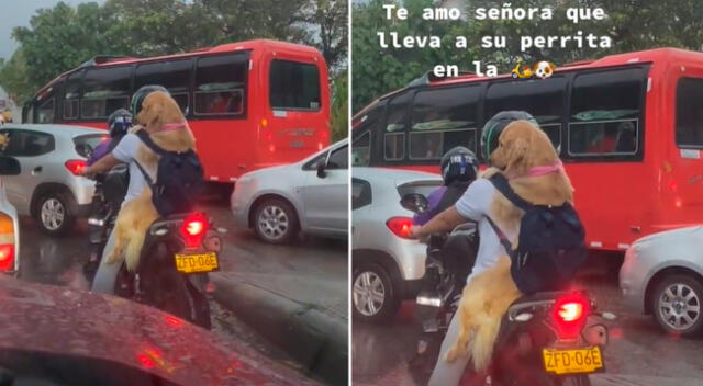 La señora le preparó una mochila a su perrito para que pudiera viajar.