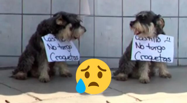 ¡Lamentable! El animalito se quedó sin sus respectivos alimentos por el toque de queda.