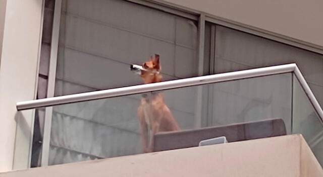 El perrito fue dejado a su suerte en un balcón del edificio en San Miguel.